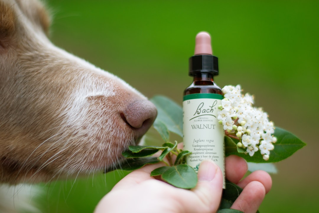 How to Use Bach Flower Remedies for Anxiety Relief in 2026